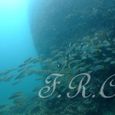 Dscf5159