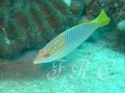 Dscf5035